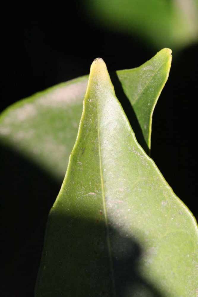              Margin (Riverside, CA)       